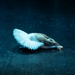 Proyección: El lago de los cisnes, el primer ballet filmado en IMAX en el Ópera de París.